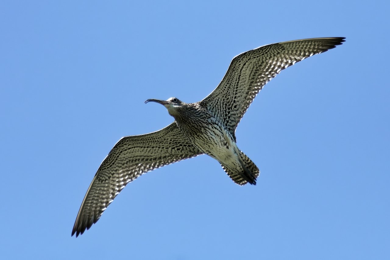 Großer Brachvogel