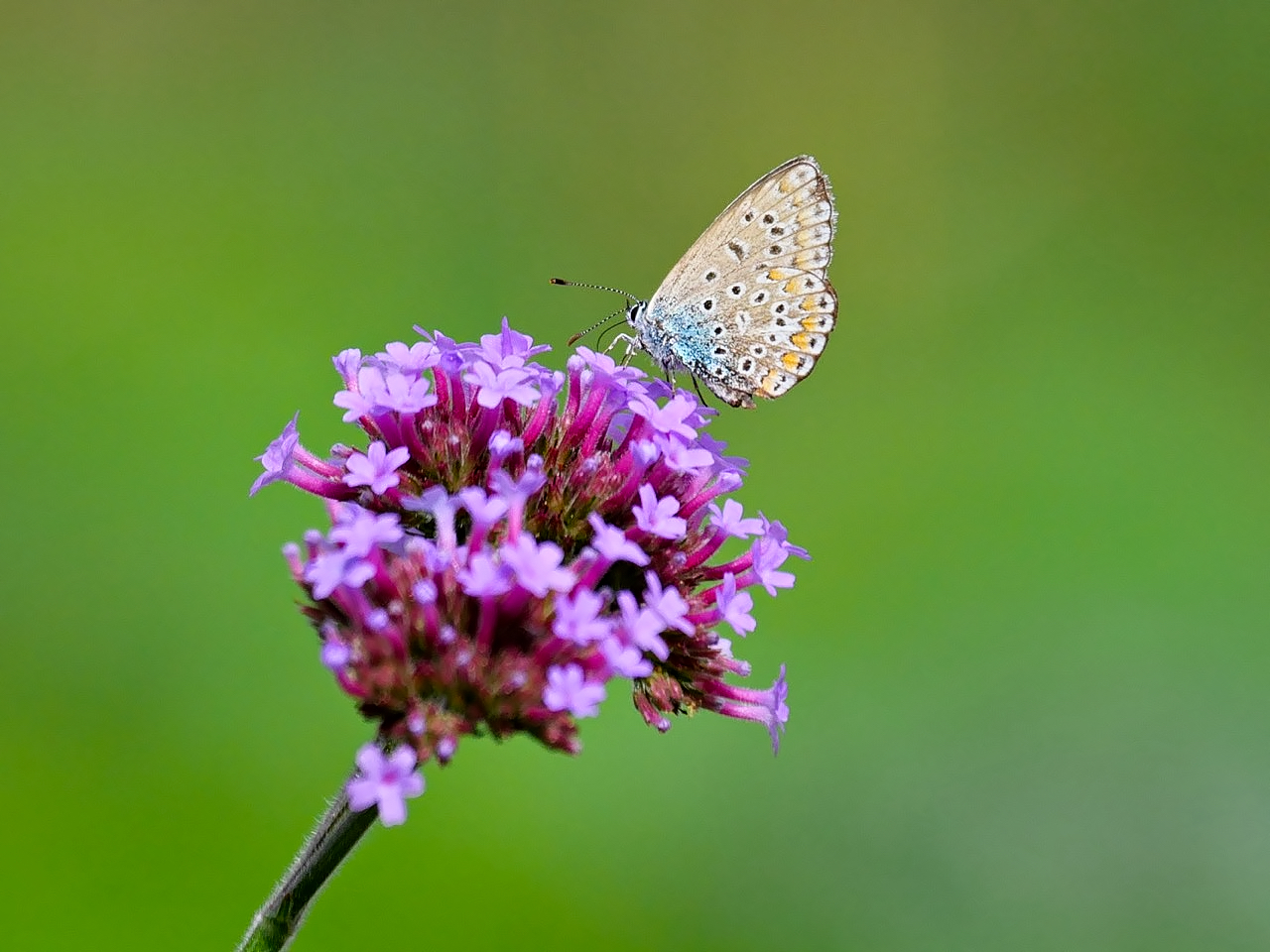 Großer Moorbläuling