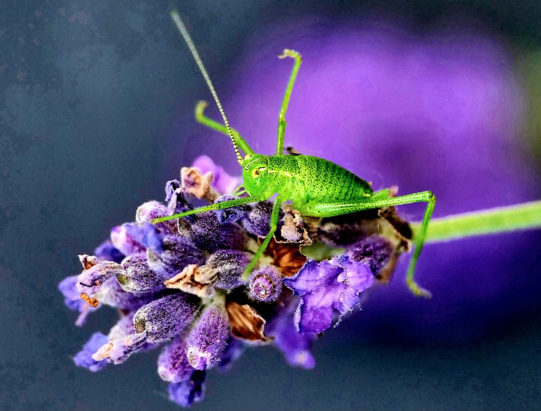 Grün, aber Natur.