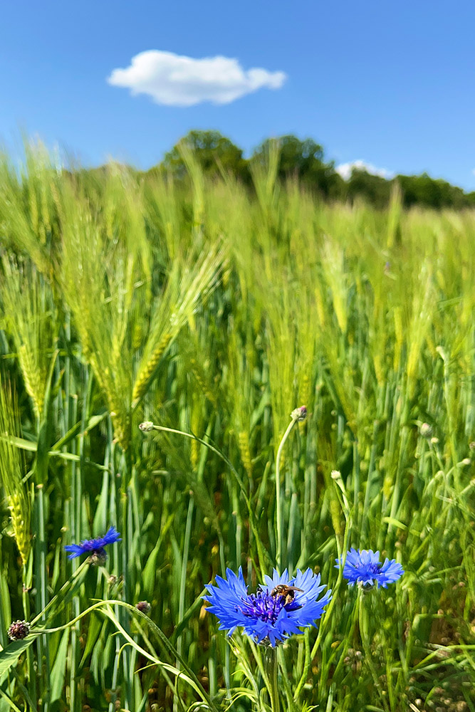 Grün und Blau