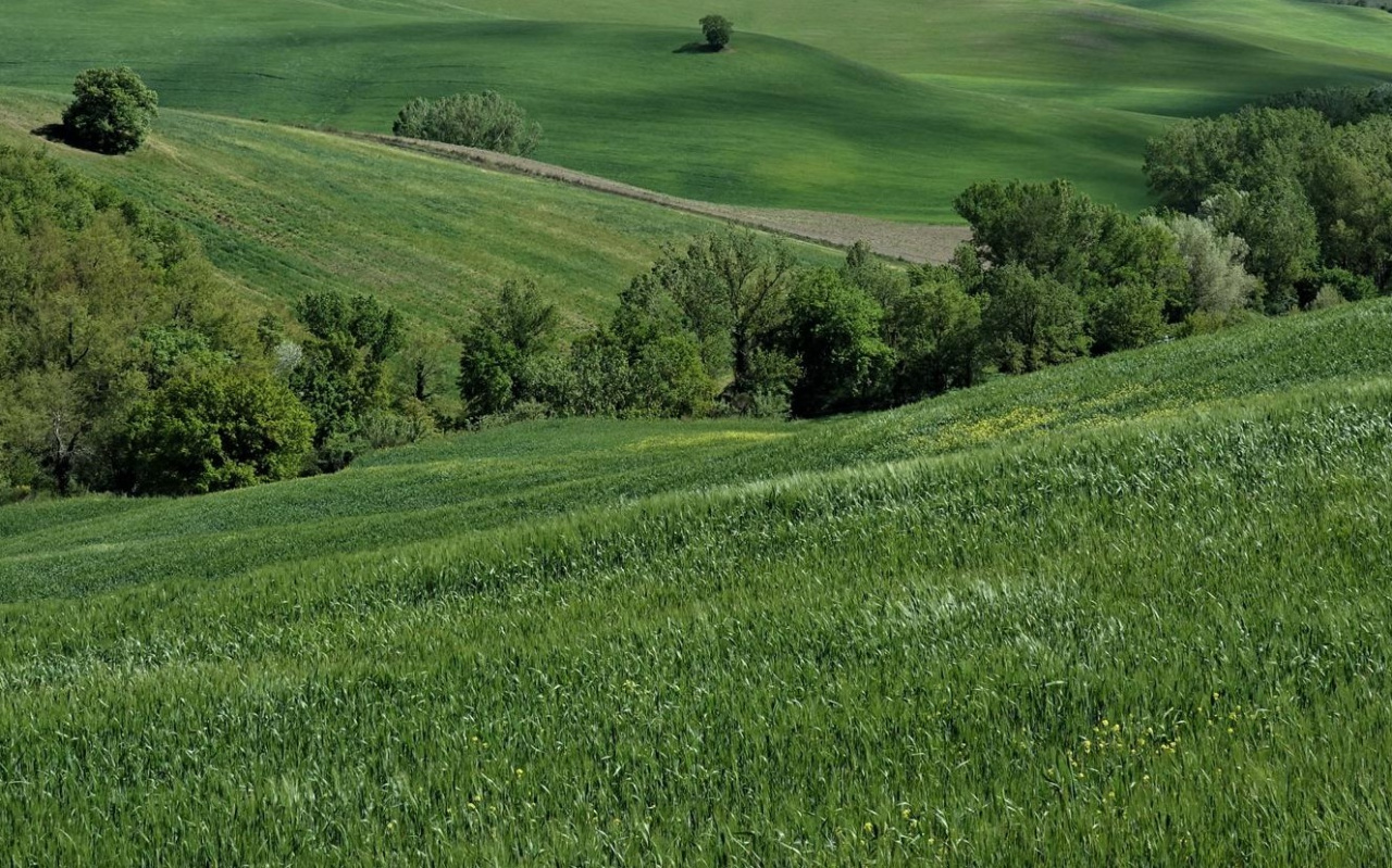 Grüne Landschaft.jpg