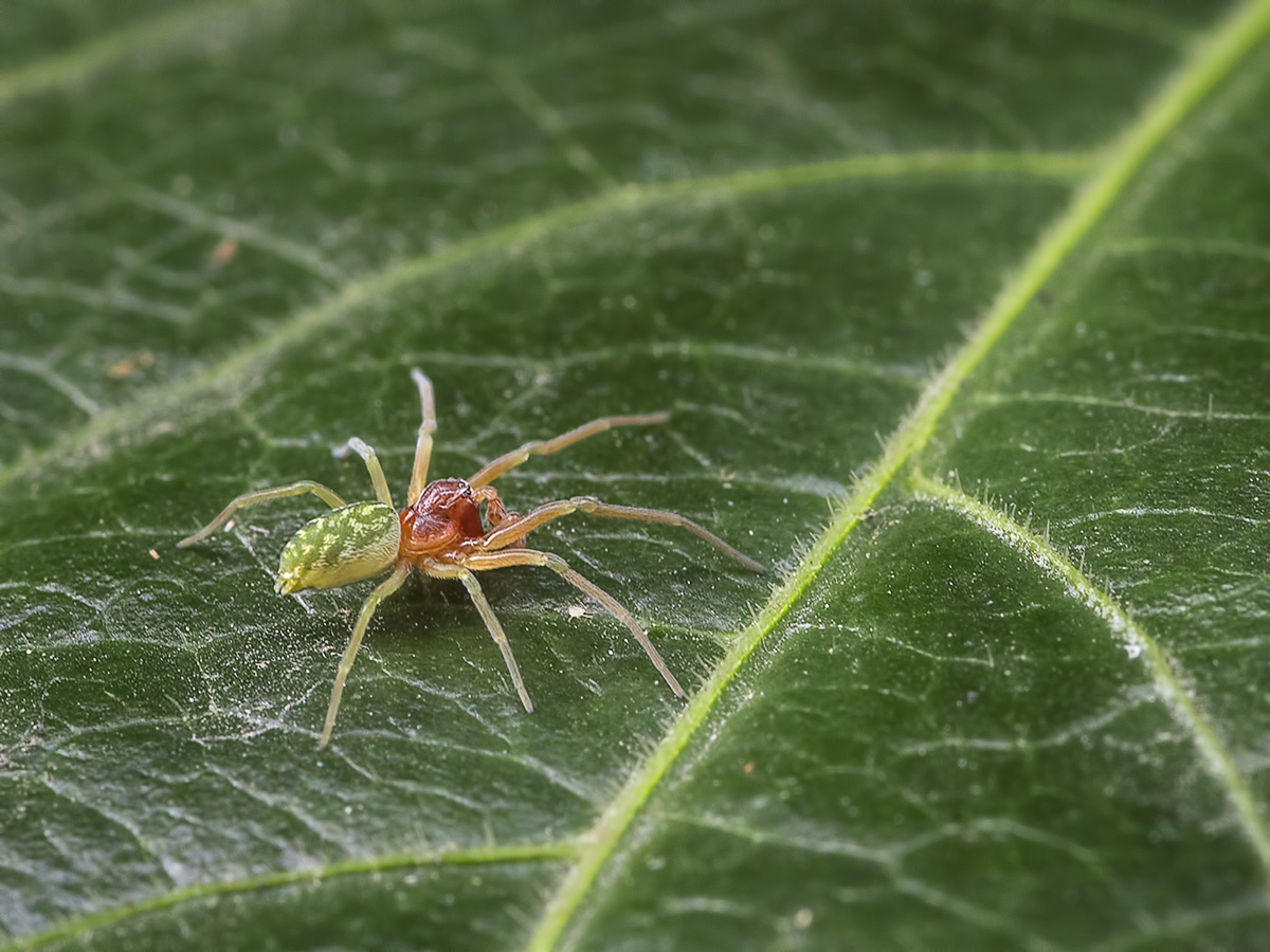 Grüne Lauerspinne (Männchen)