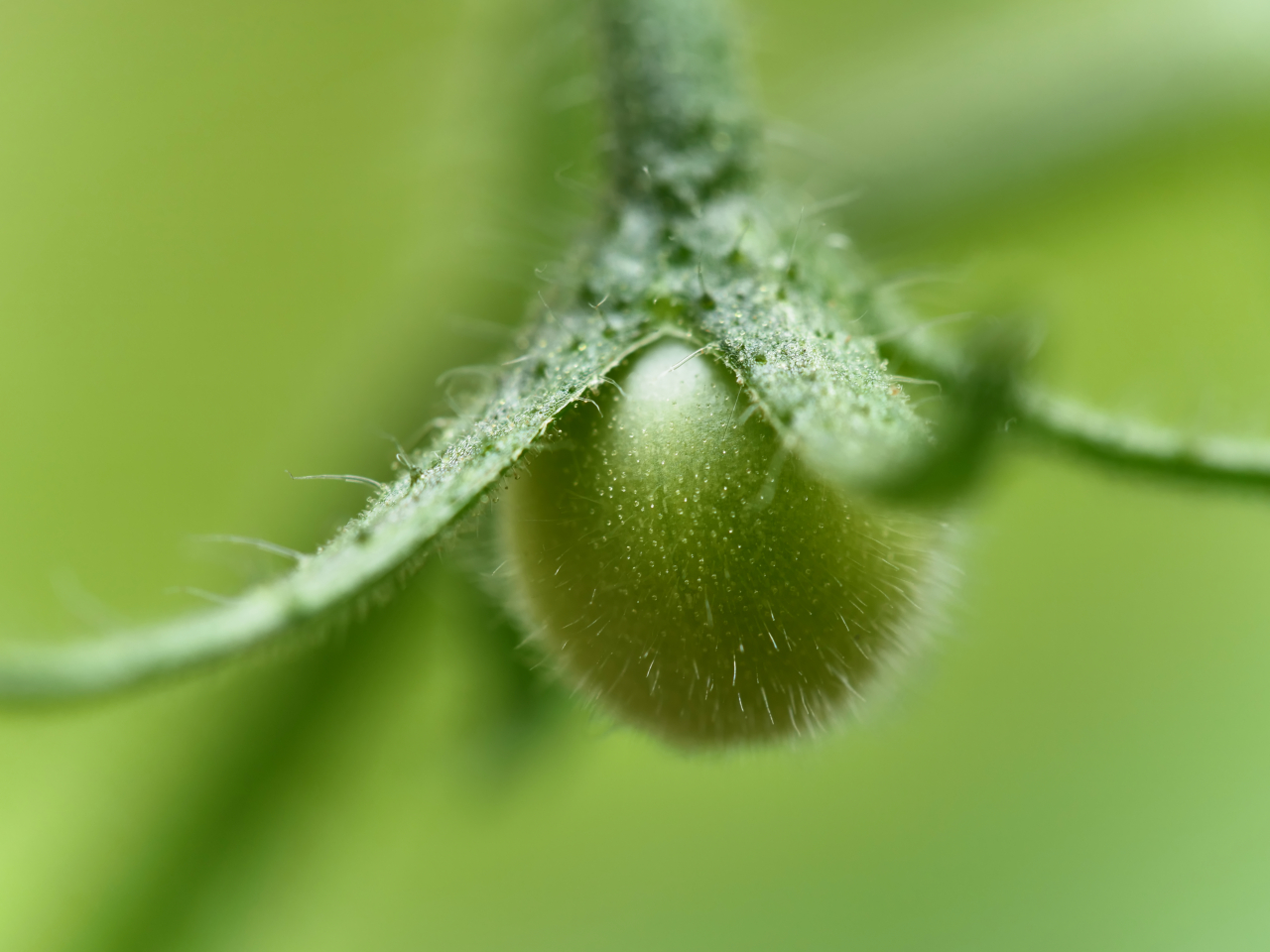 Grüne Tomate