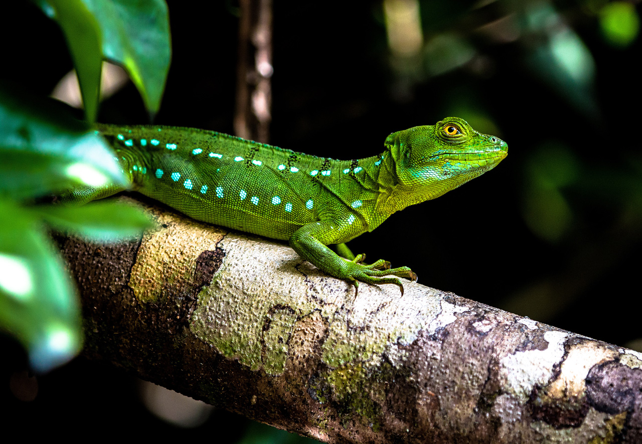 grüner Basilisk