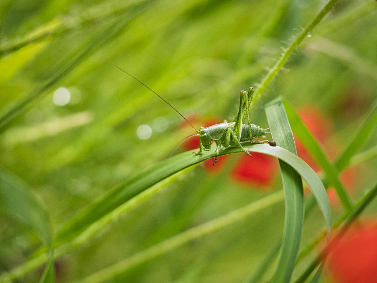 grüner Grashüpfer