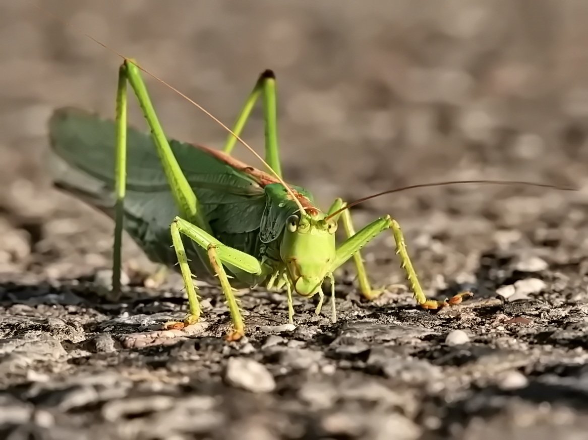 Grüner Hüpfer.