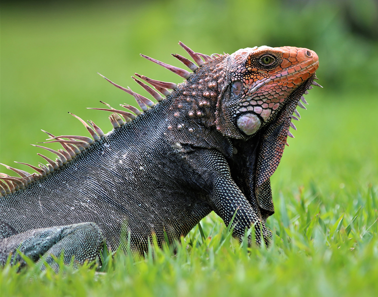 Grüner Leguan könnte aber auch ein Red Head Iguana sein?