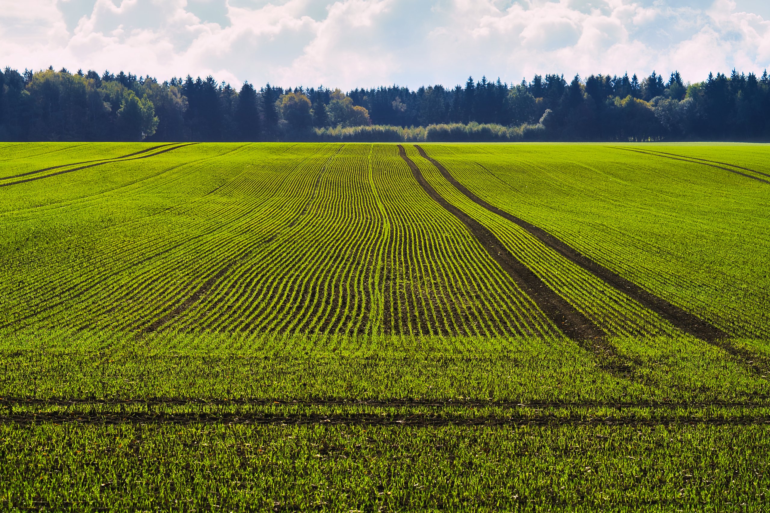 Grünes Feld