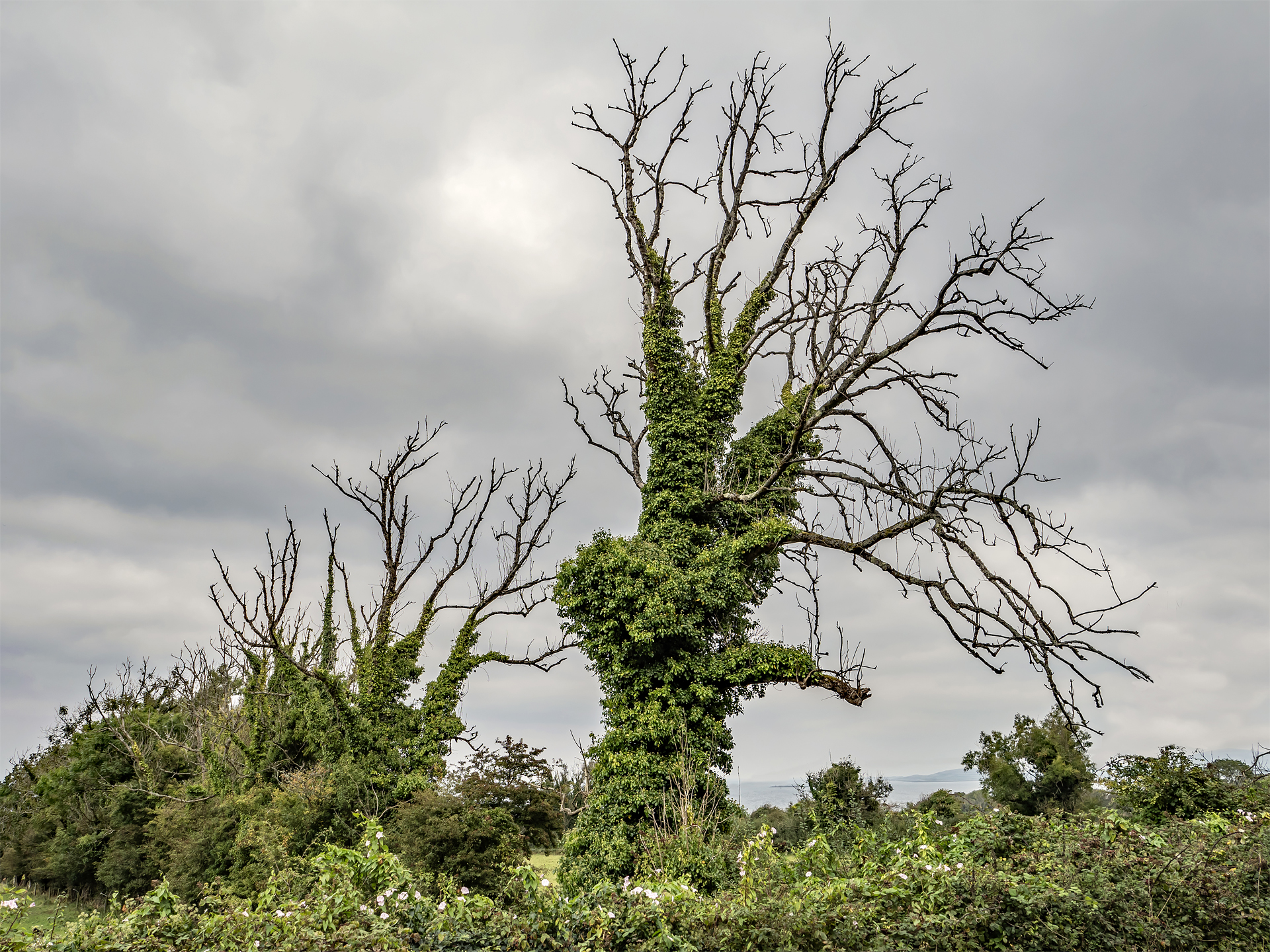 Grünes Irland