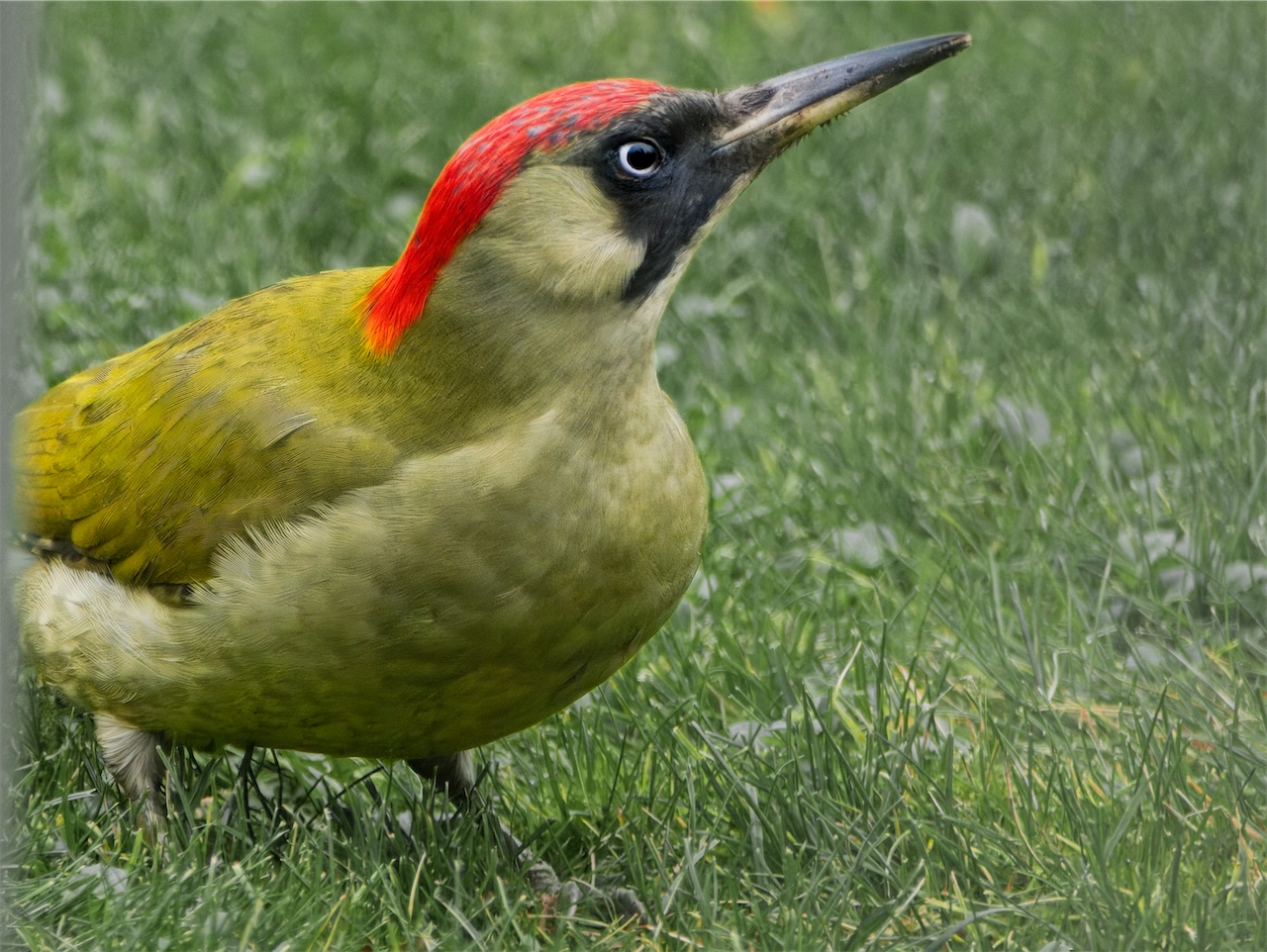 Grünspecht im Garten