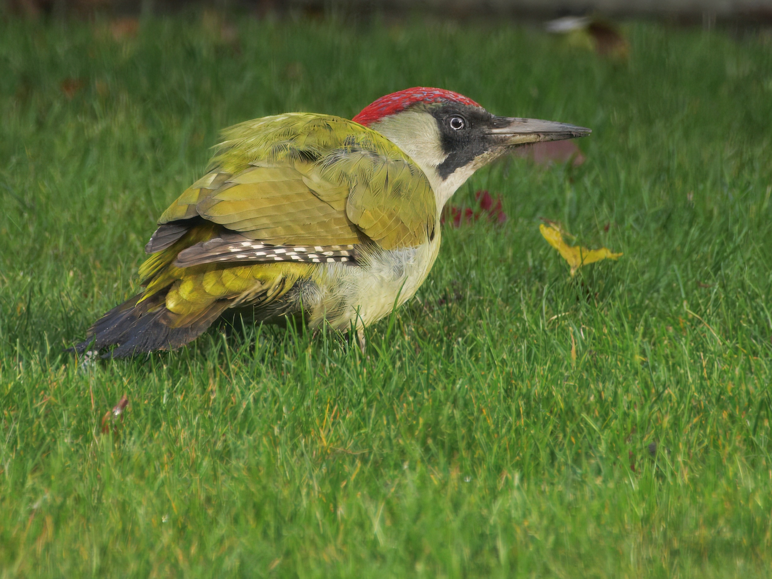 Grünspecht im Garten