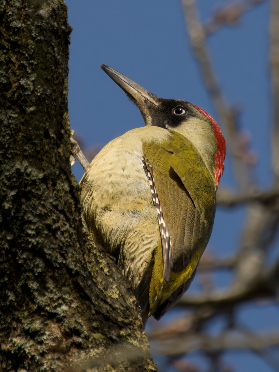 Grünspecht | Naturfotografie – Rolf Müller