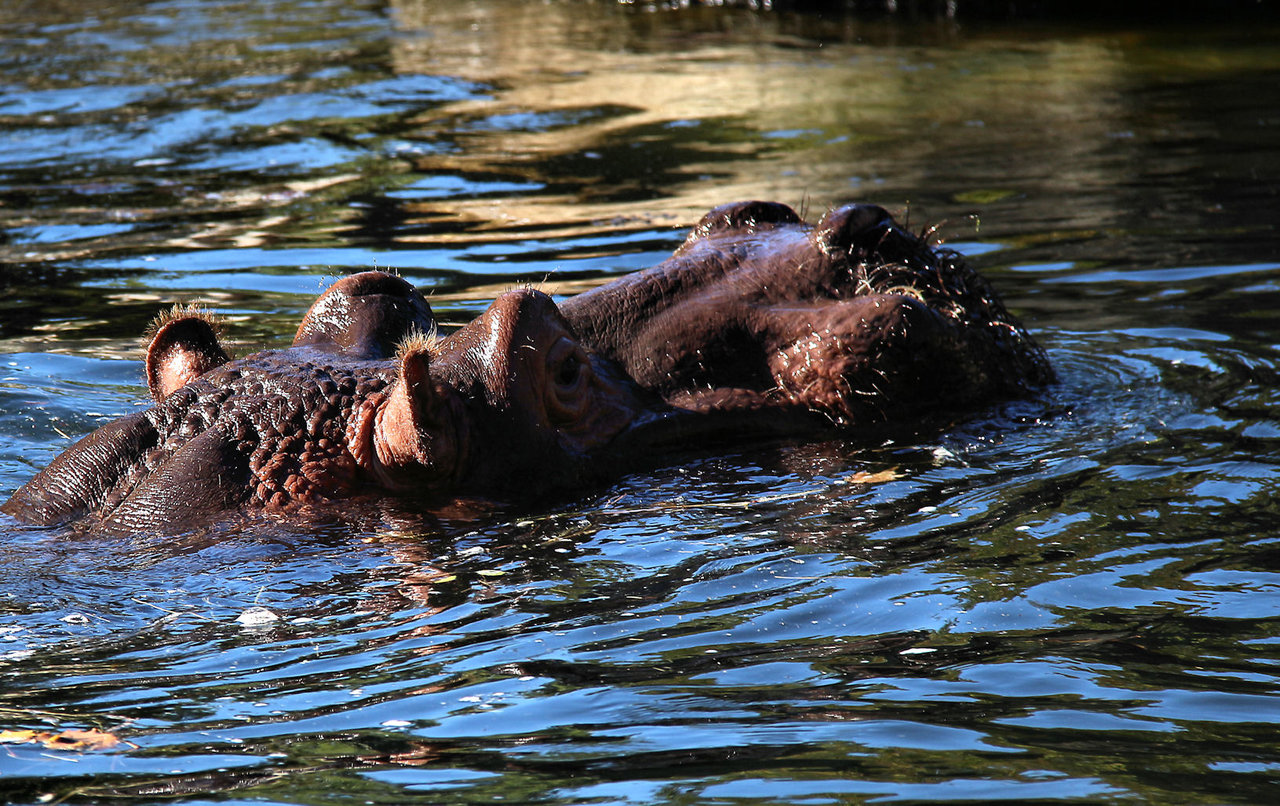 Häppi Hippo ......