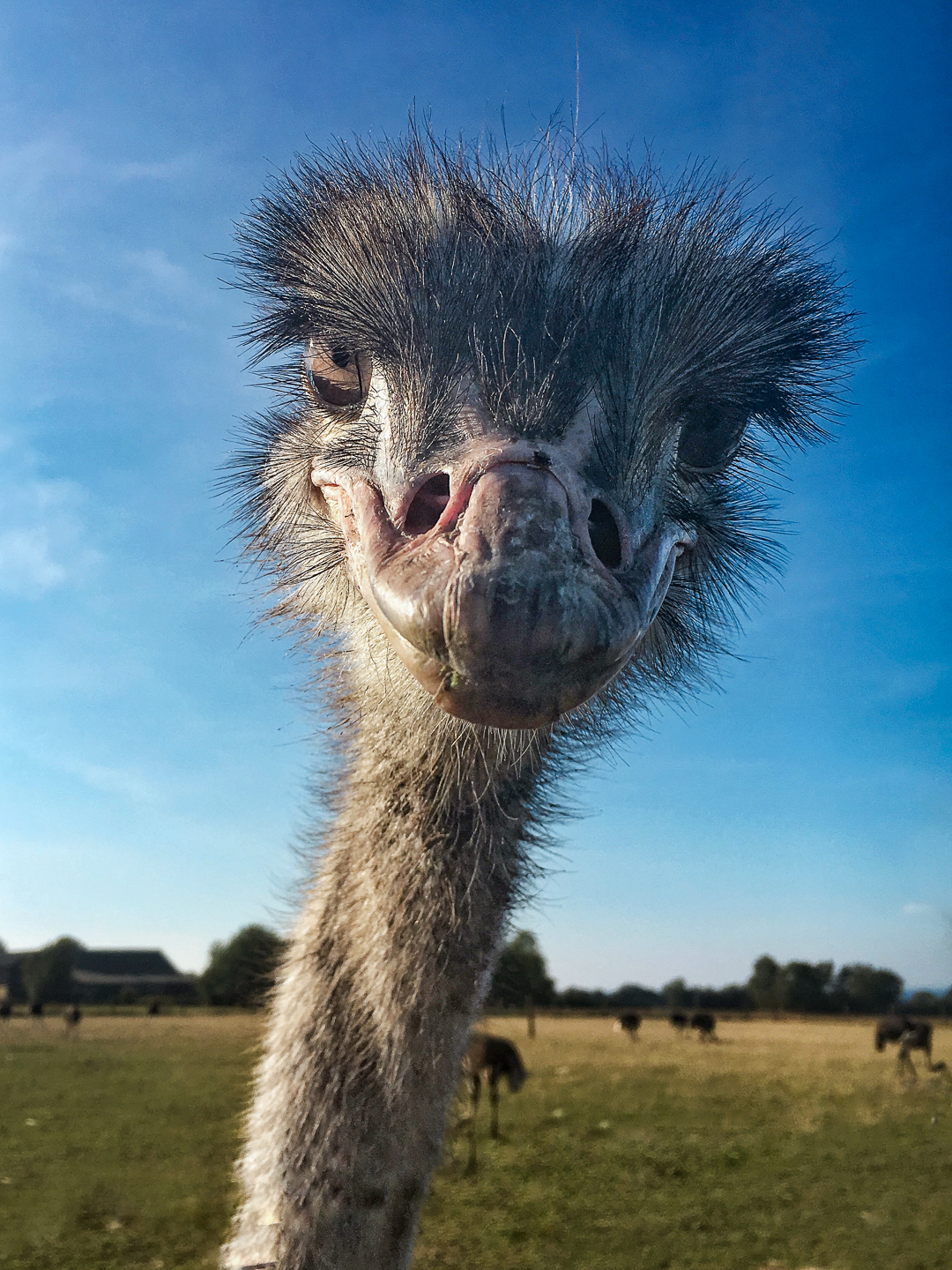 Hallo