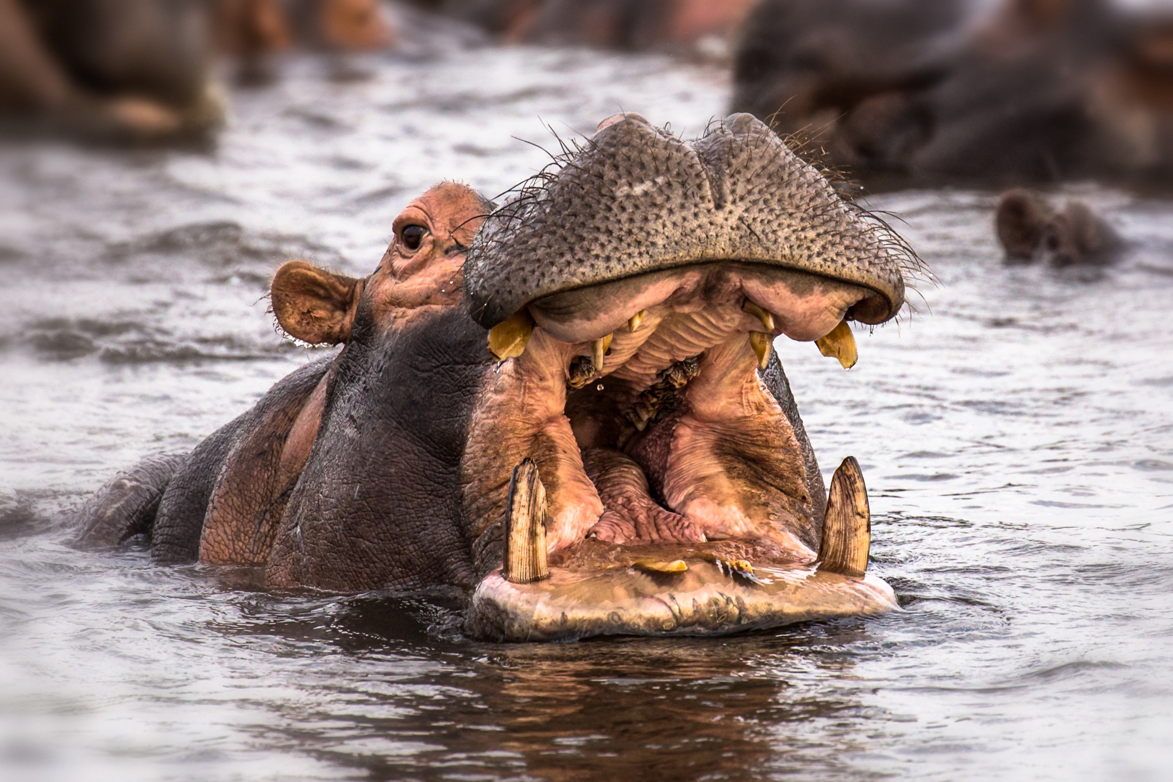 Happy Hippo