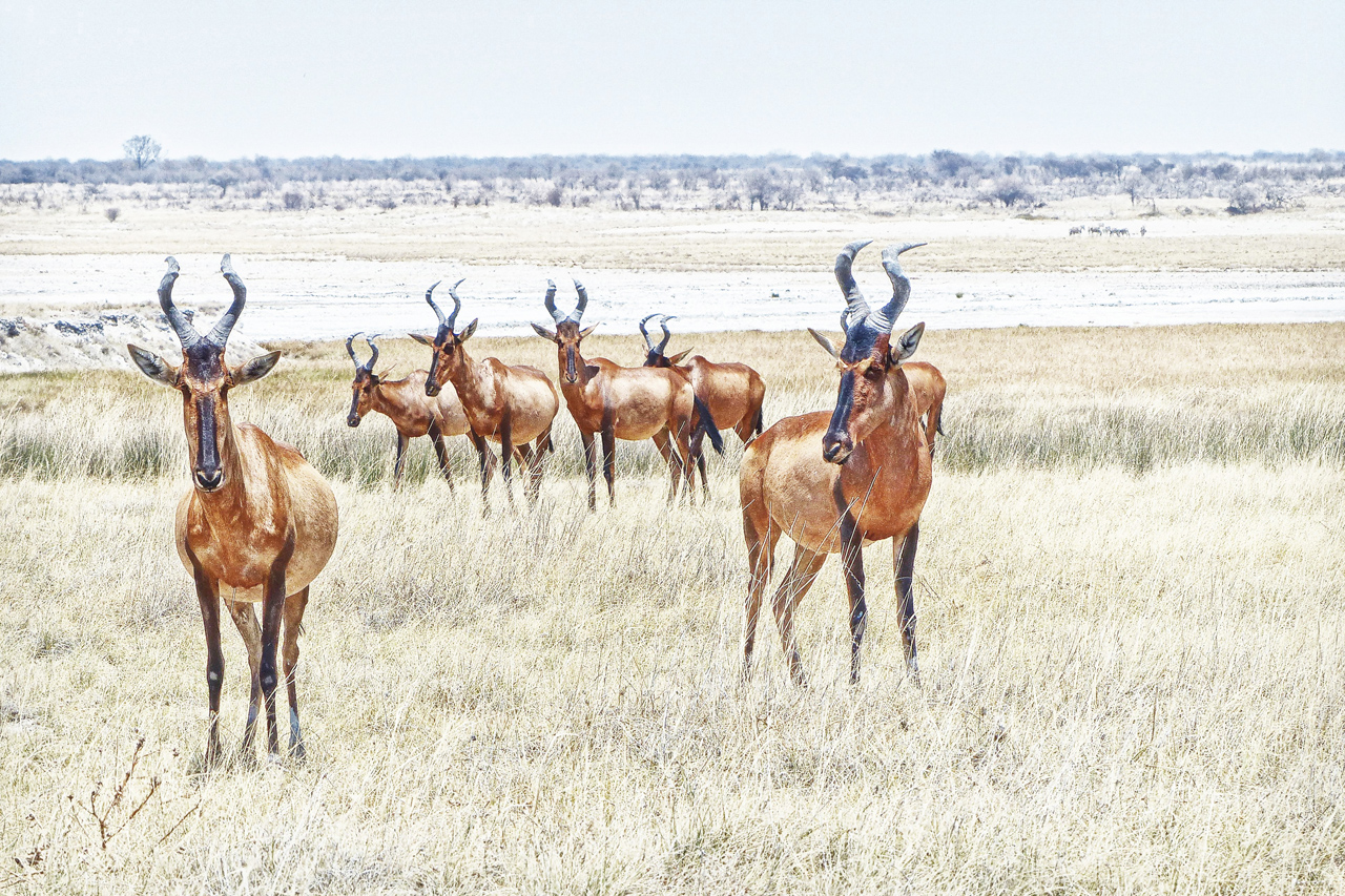 Hartebeest