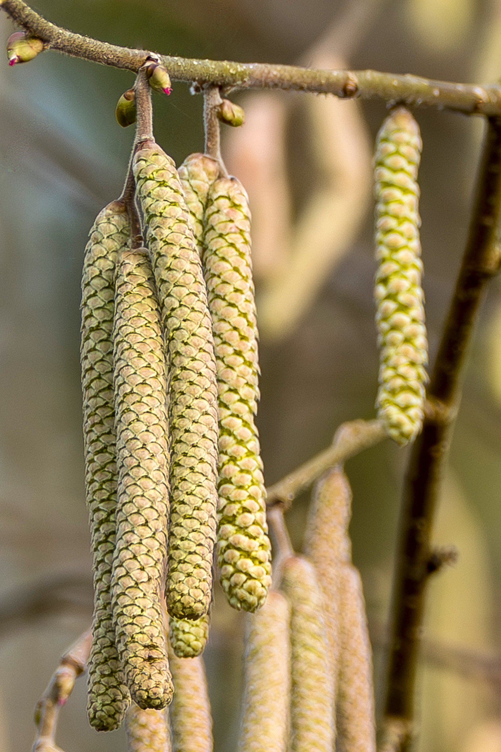 Hasel Blütenkätzchen