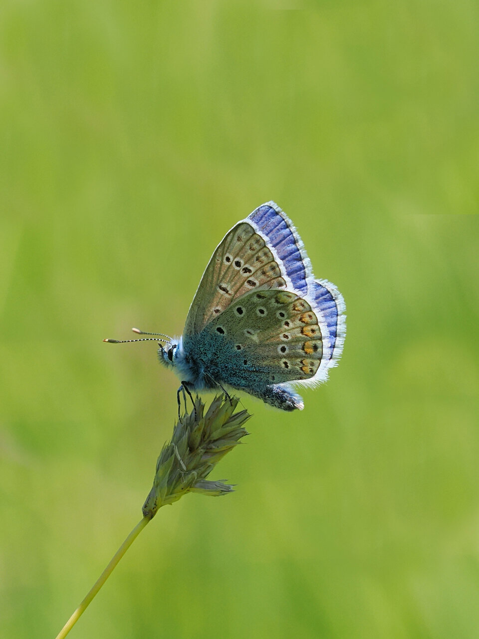 Hauhechel Bläuling (Polyommatus icarus)