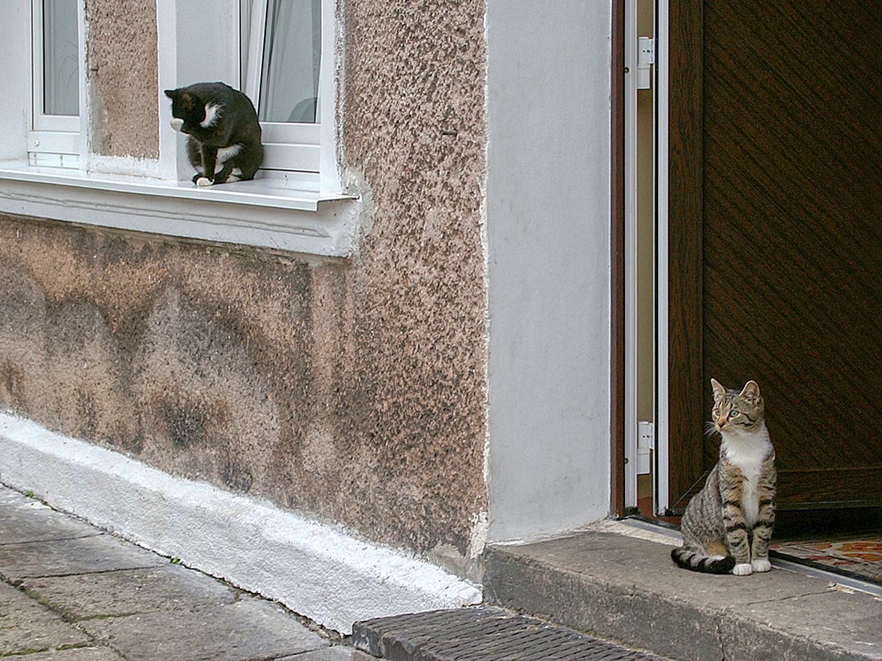 Hauskatzen