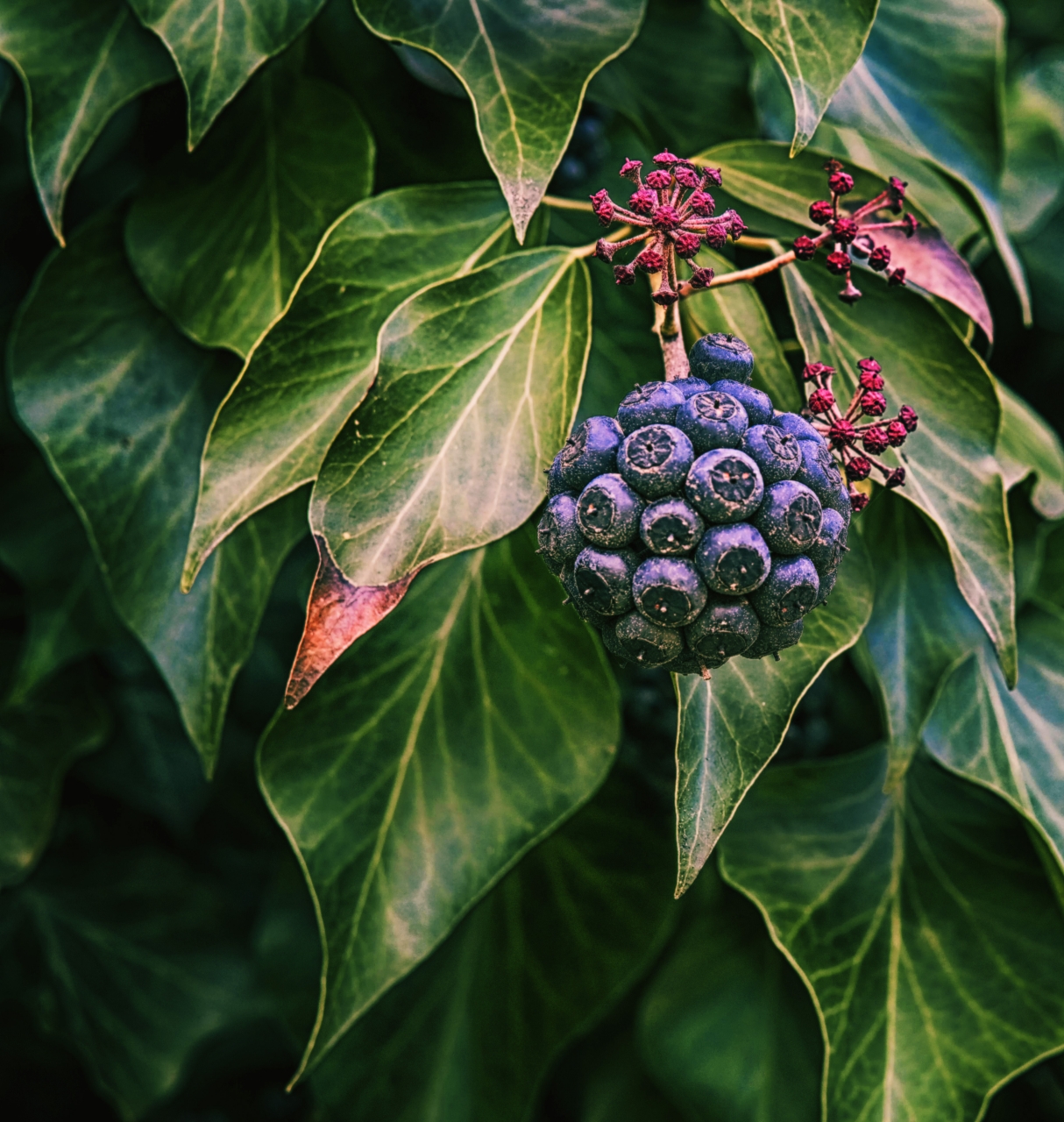 Hedera Helix