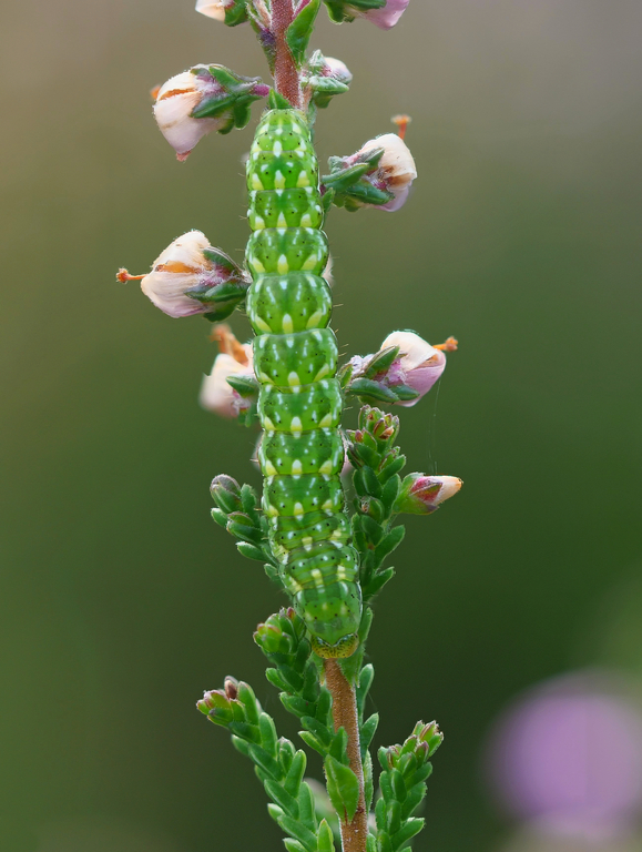 Heidekraut-Bunteule (Anarta myrtilli)
