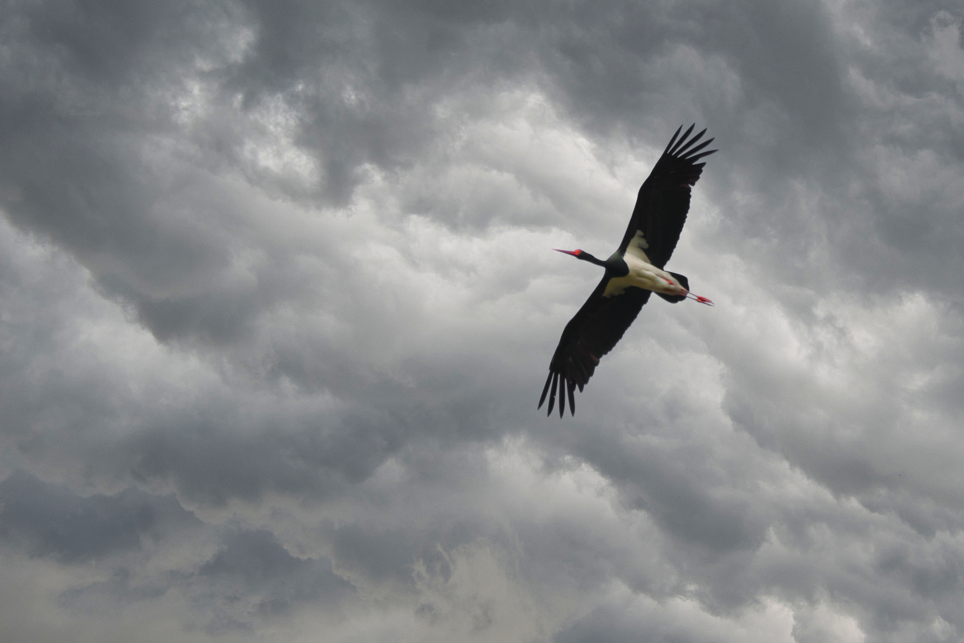 Heimflug