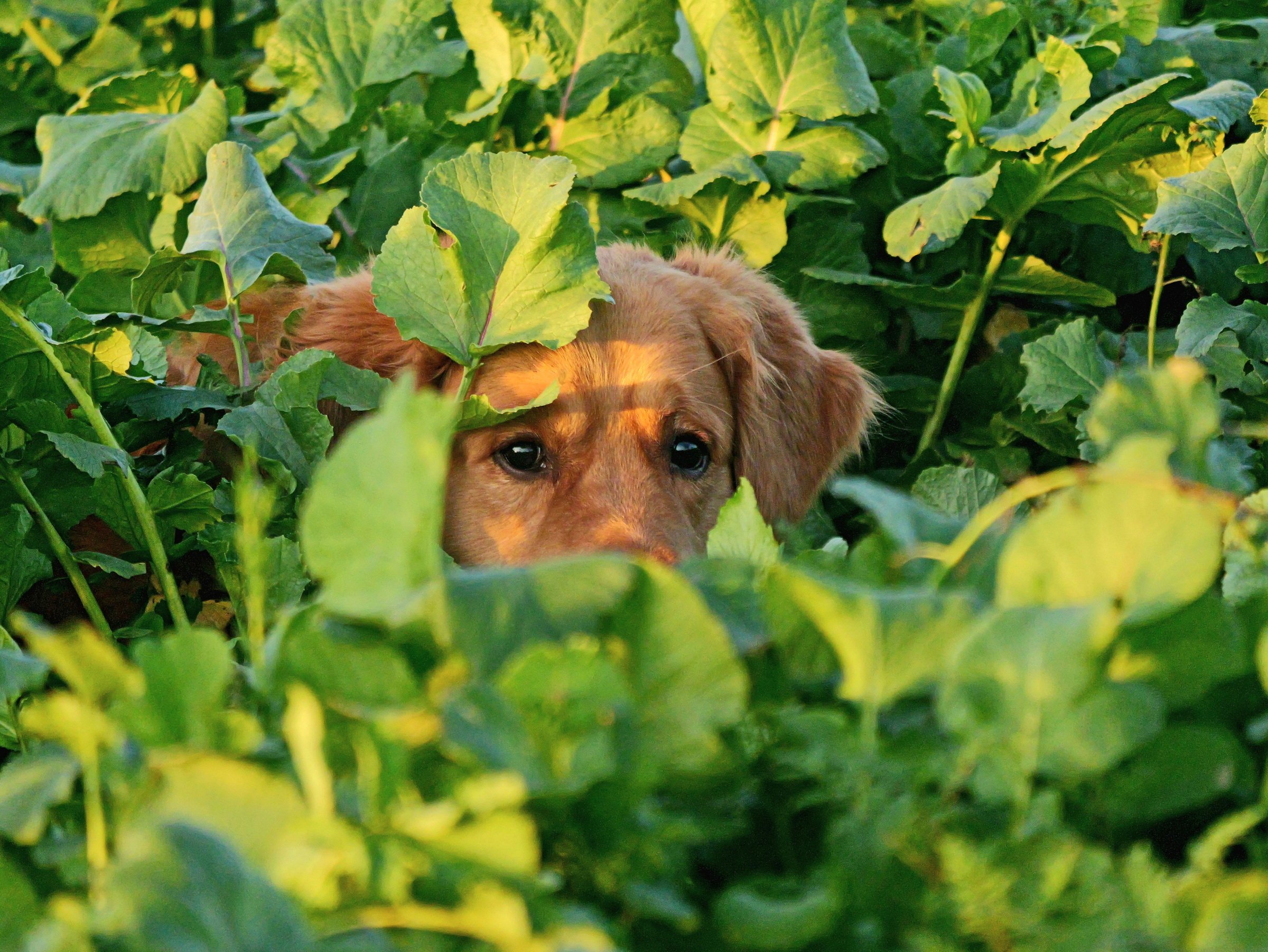 Heimlicher Beobachter.
