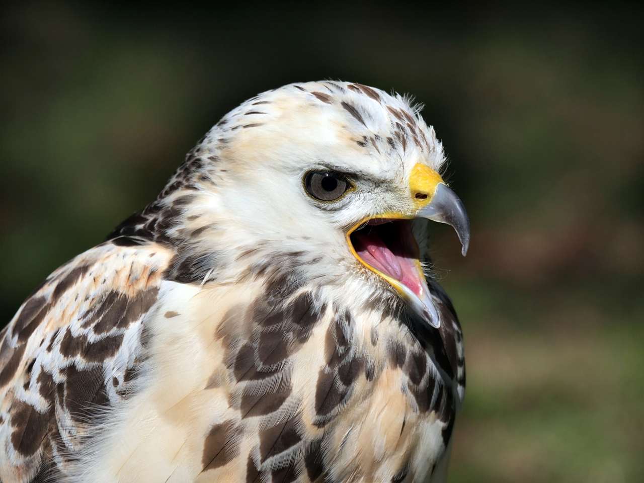 Heller Mäusebussard.jpg