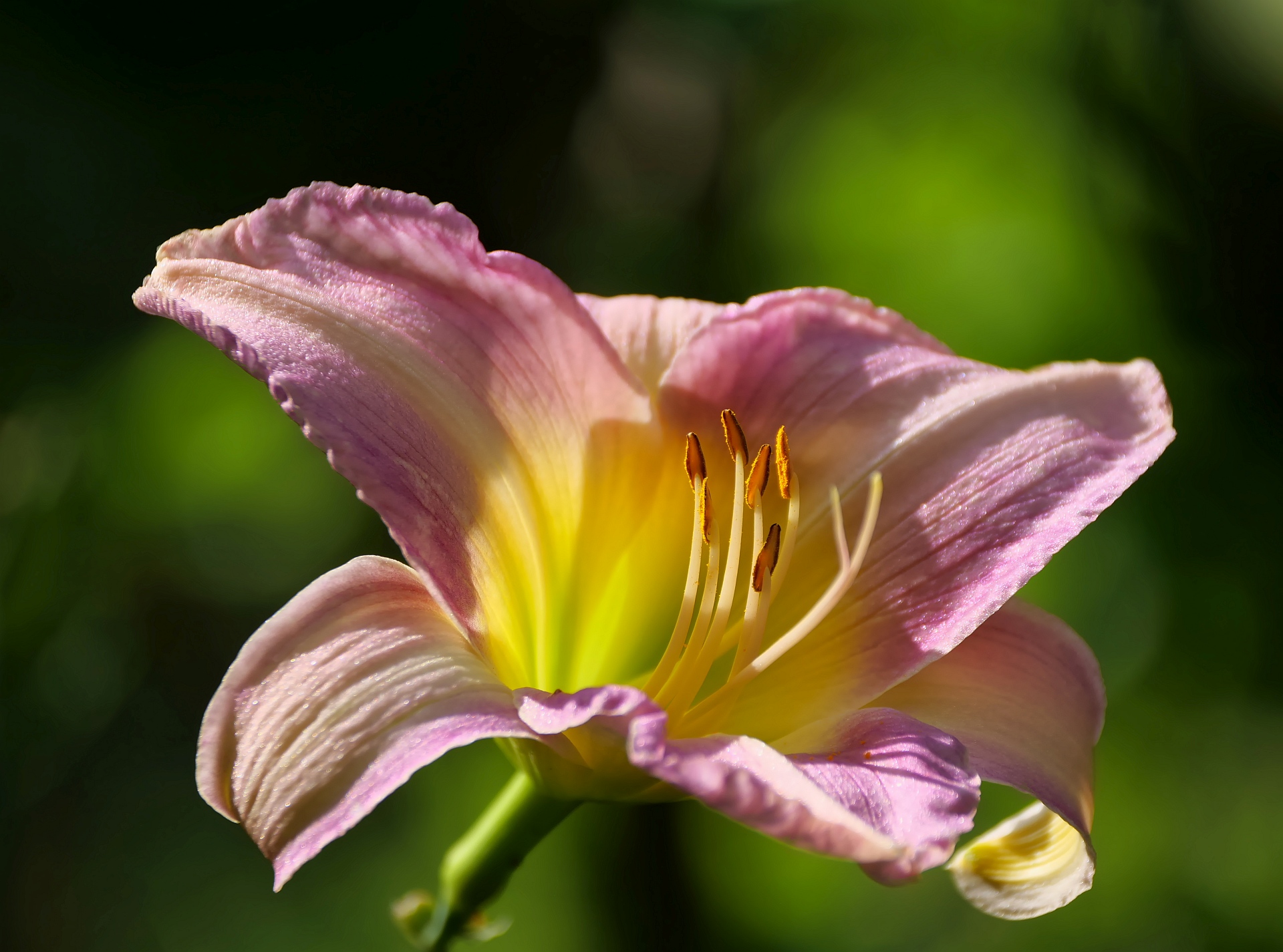 Hemerocallis