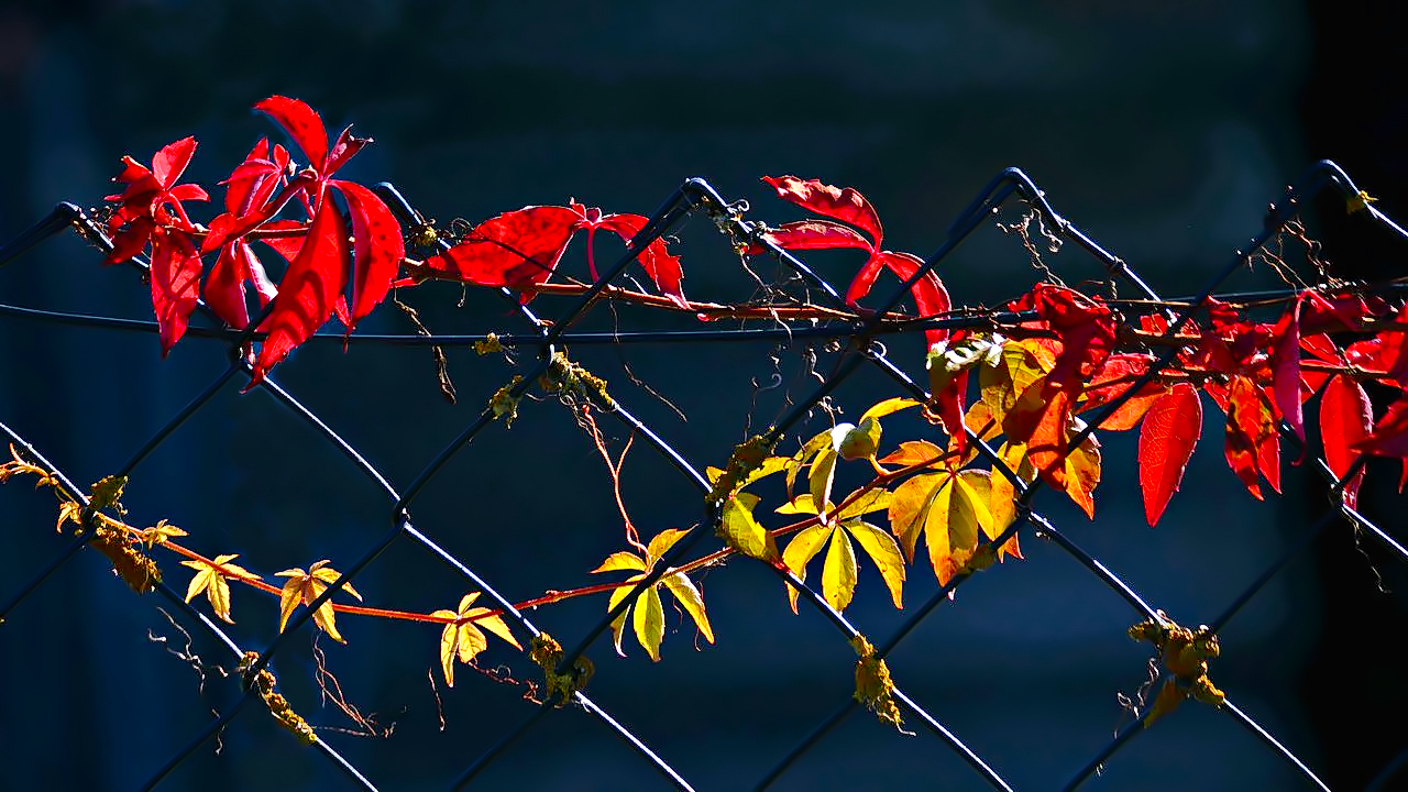 Herbst am Maschendrahtzaun