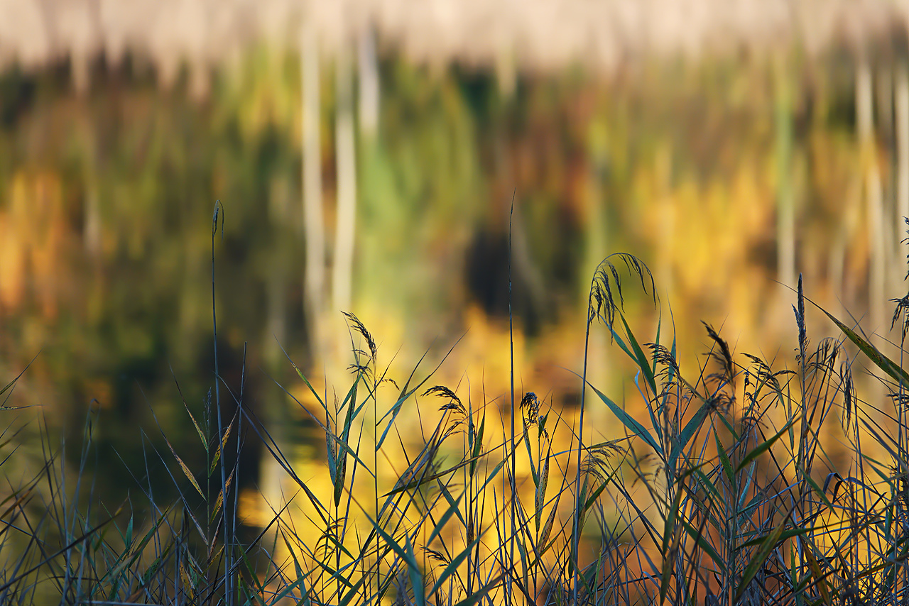 Herbst am See