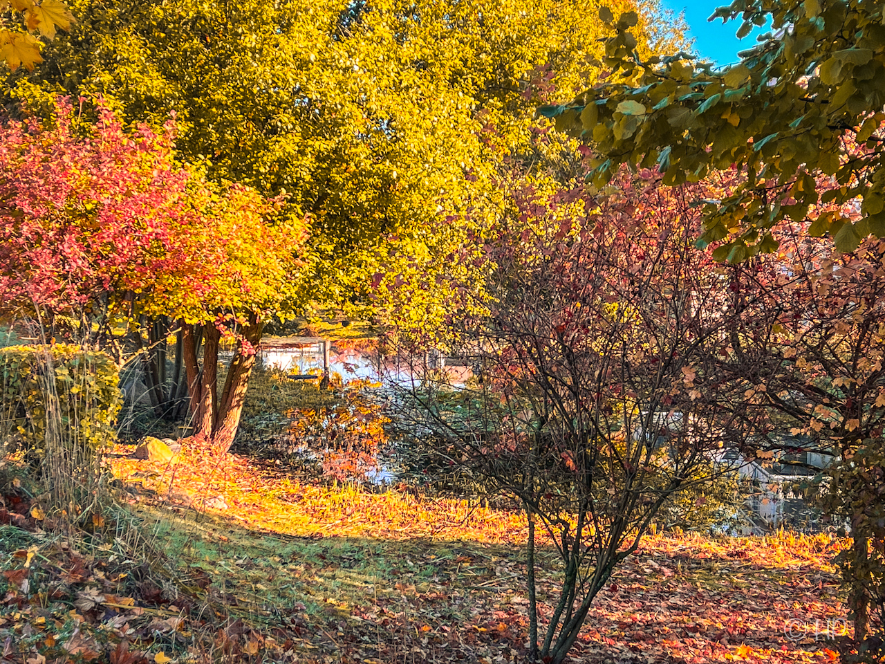 Herbst am Teich