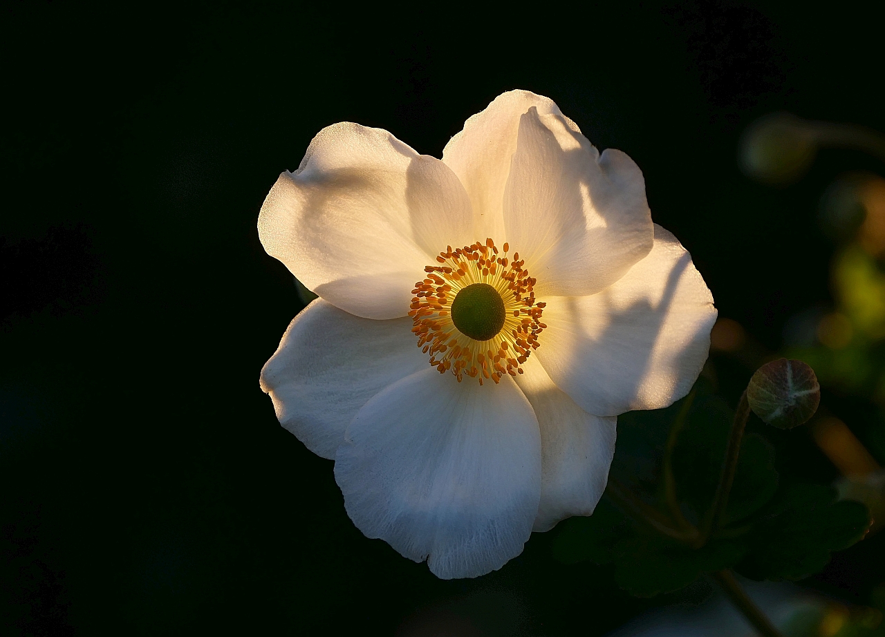 Herbst-Anemone