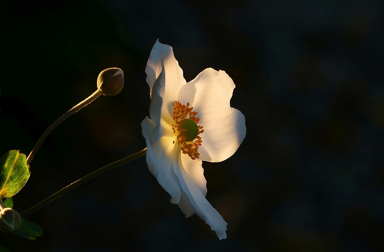 Herbst-Anemone