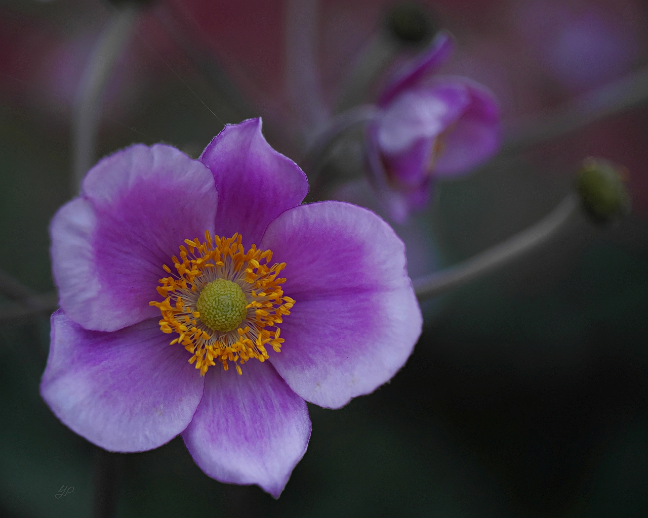 Herbst-Anemone