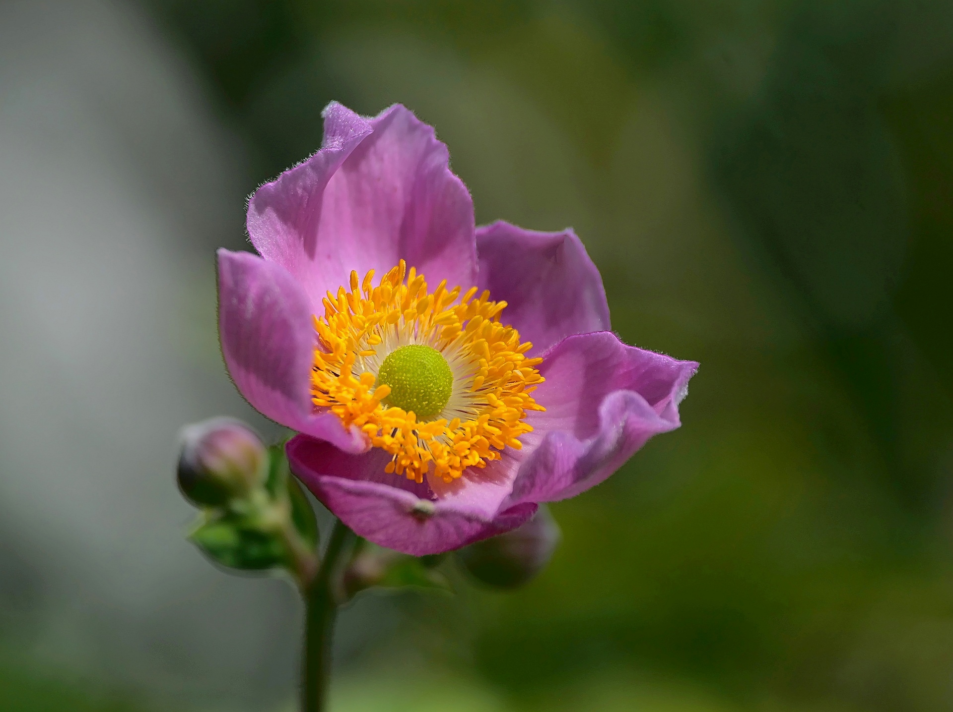 Herbst-Anemone
