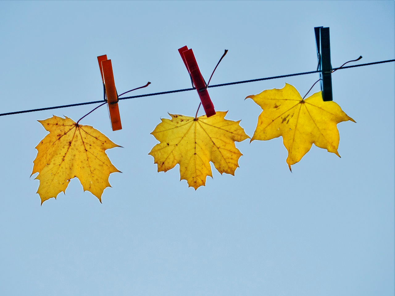 Herbst auf der Leine