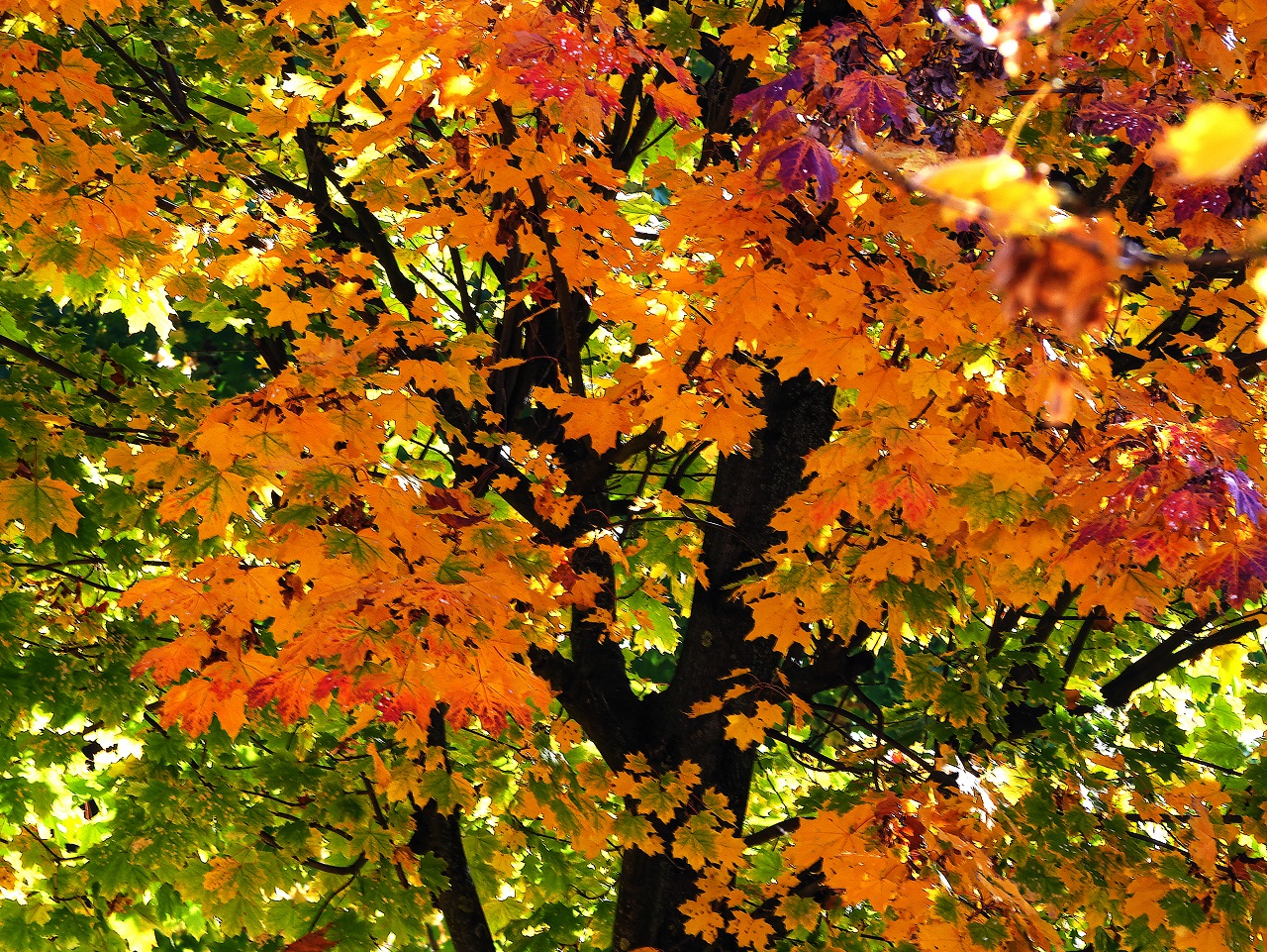 Herbst Baum