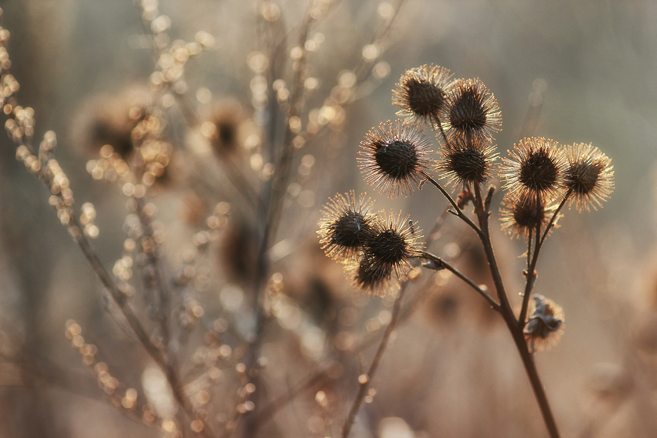 Herbst-Bokeh