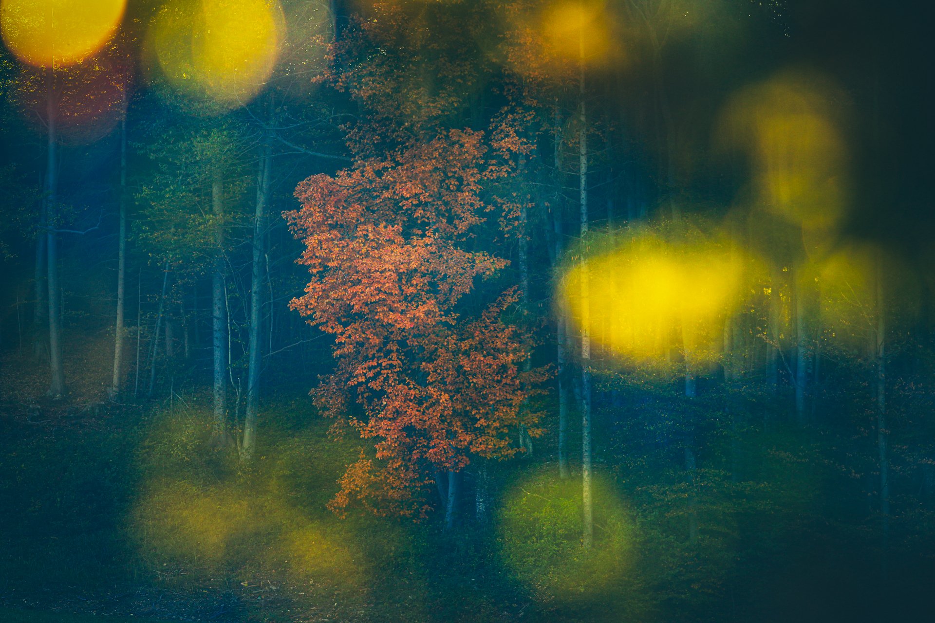 Herbst - fast abstrakt