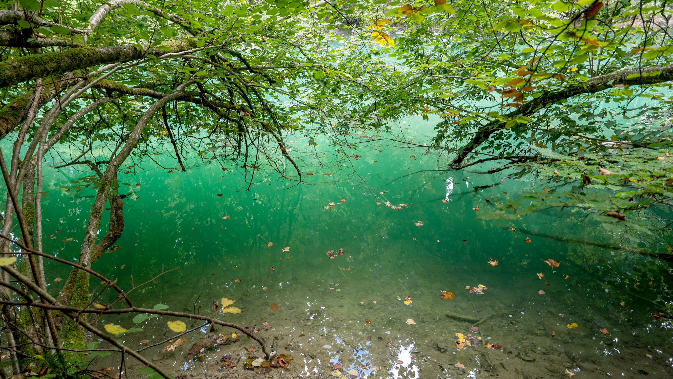 Herbst im See