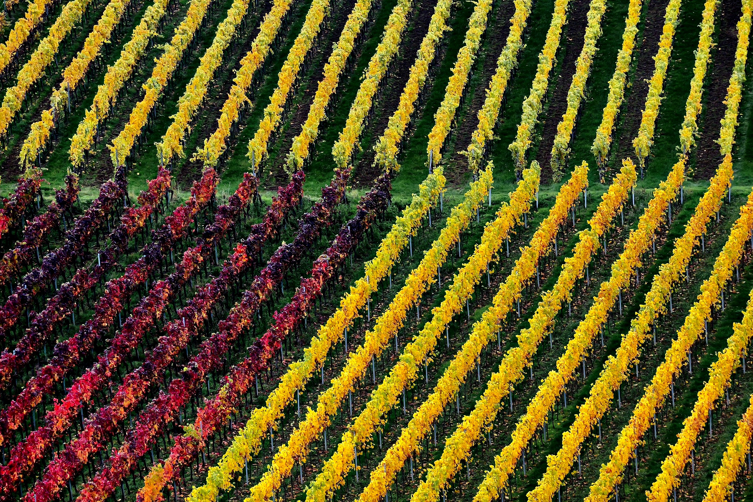 Herbst im Wengert