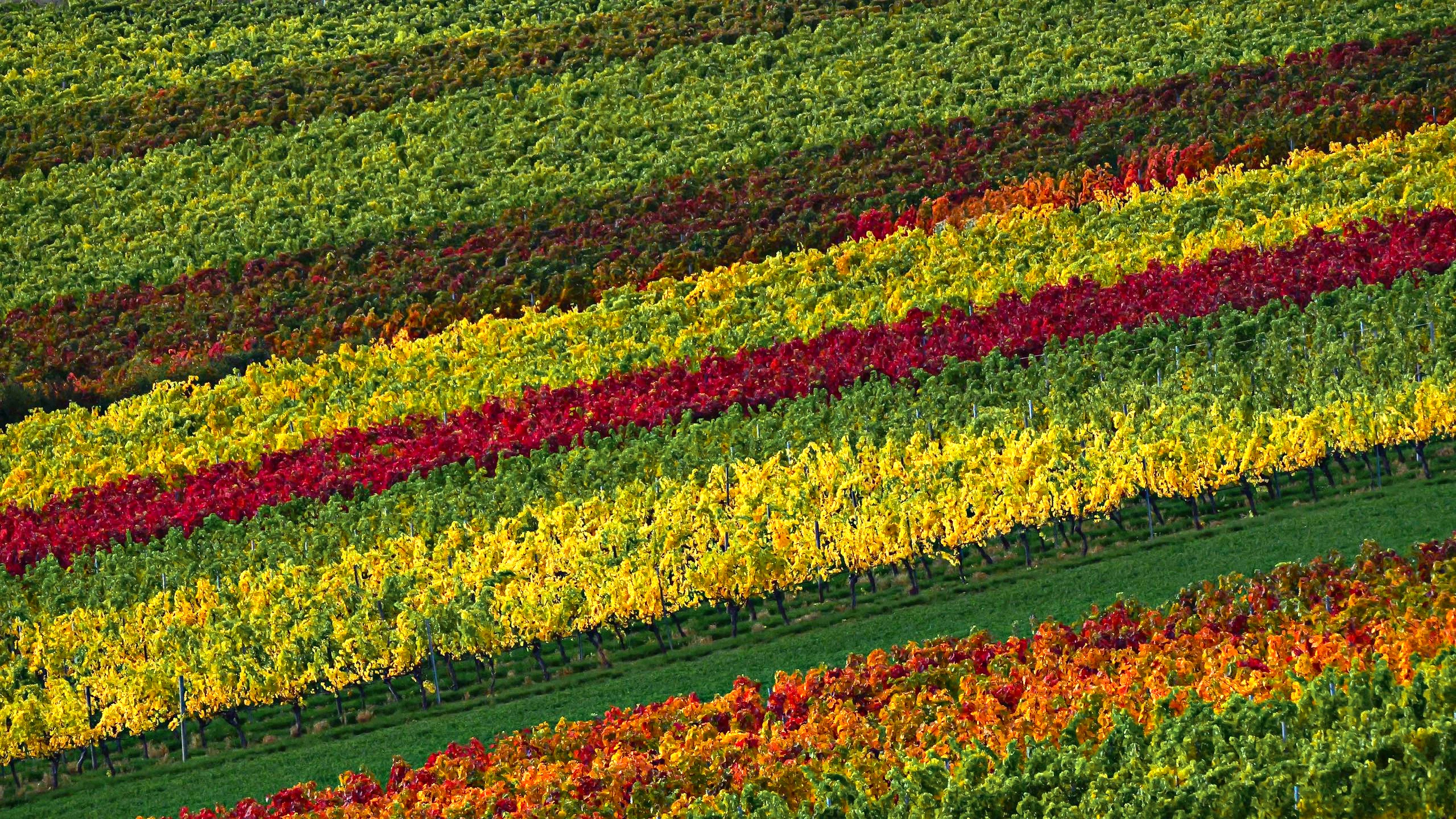 Herbst im Wengert