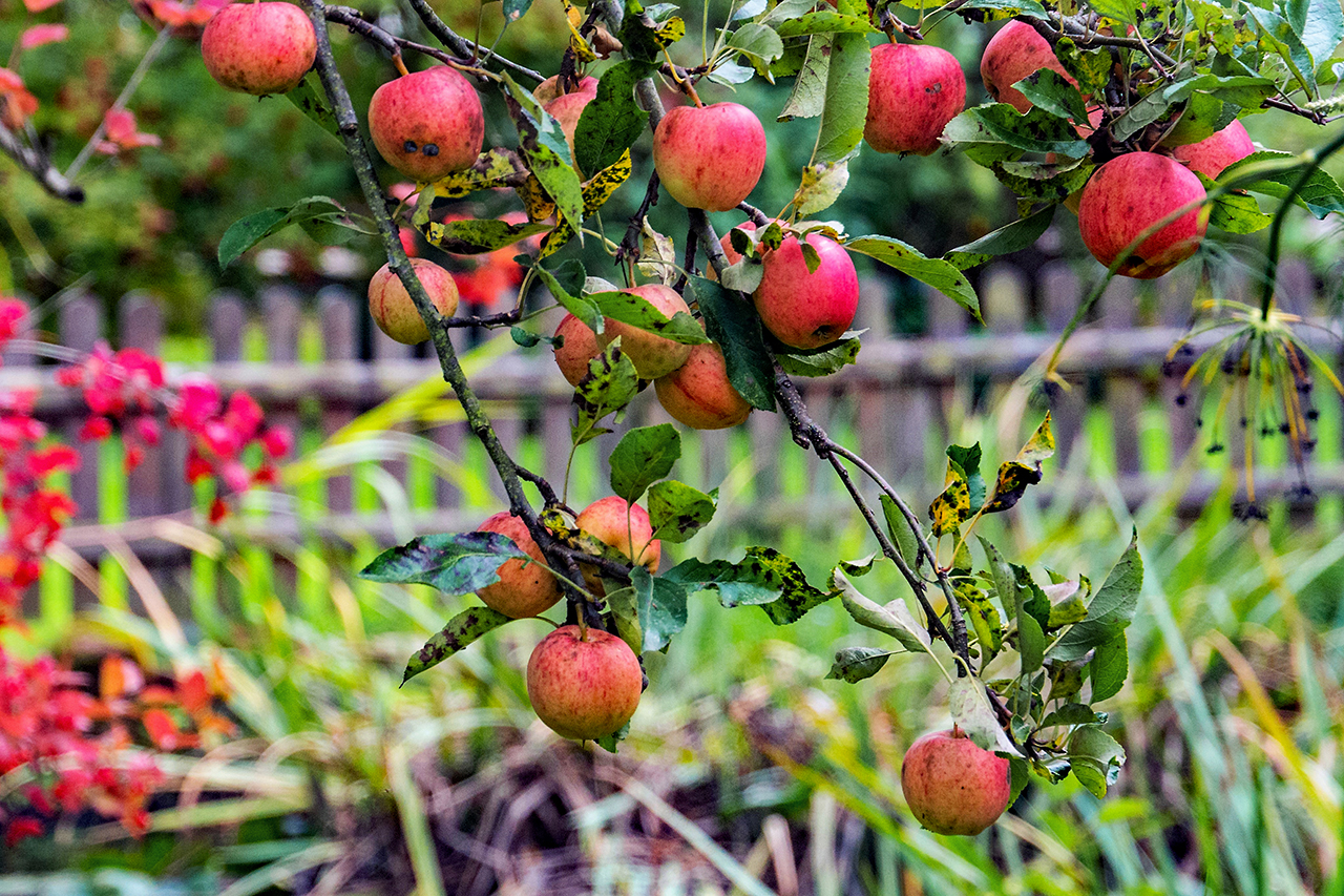 Herbst in Nachbars Garten