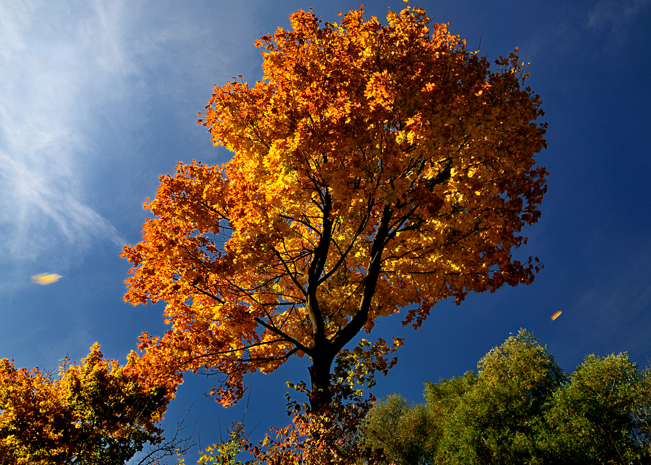 Herbst.jpg