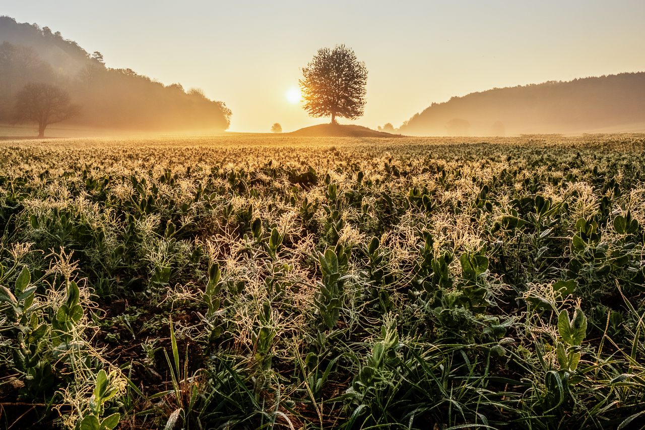 Herbst-Kultur