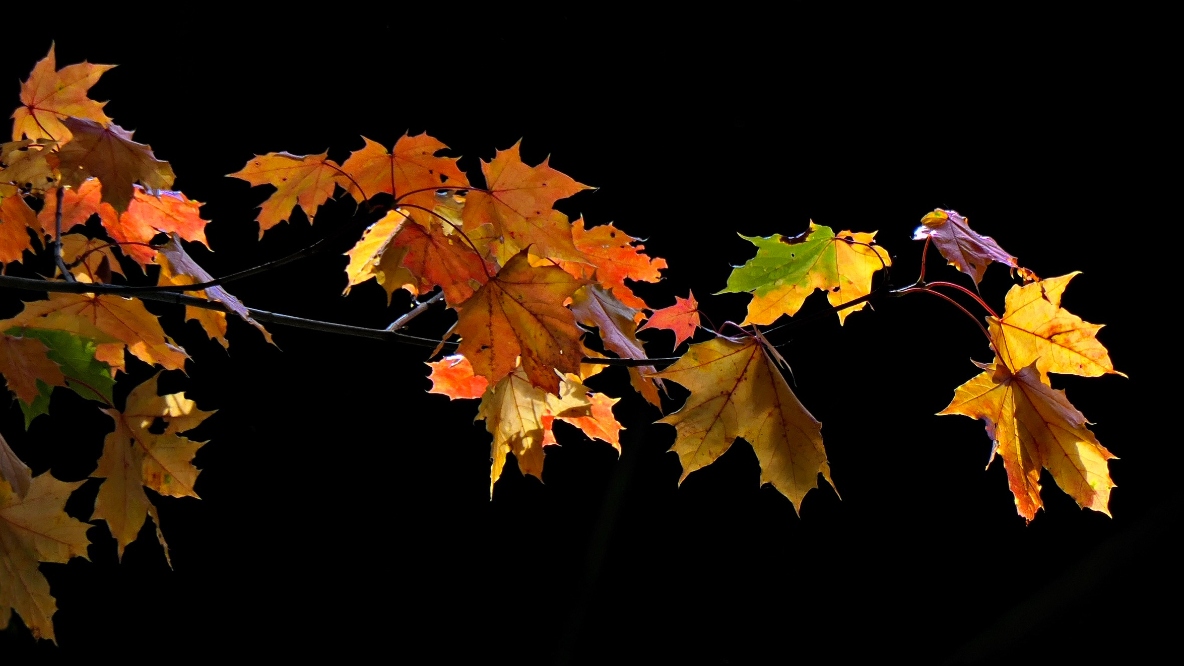 Herbst - Pur