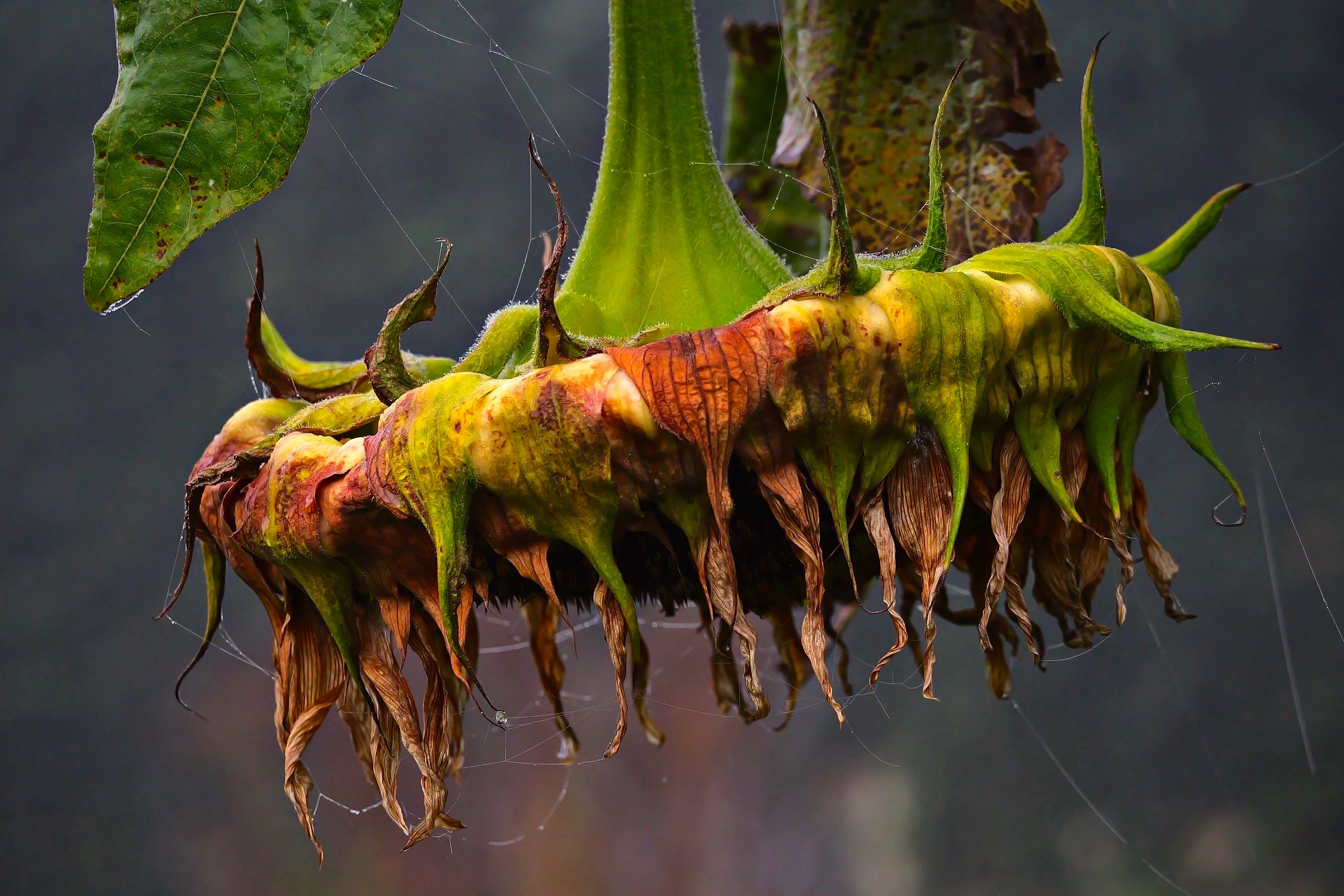 Herbst