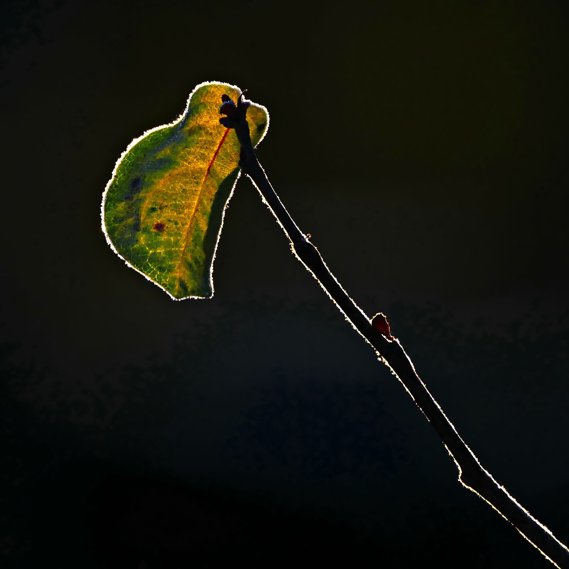Herbst