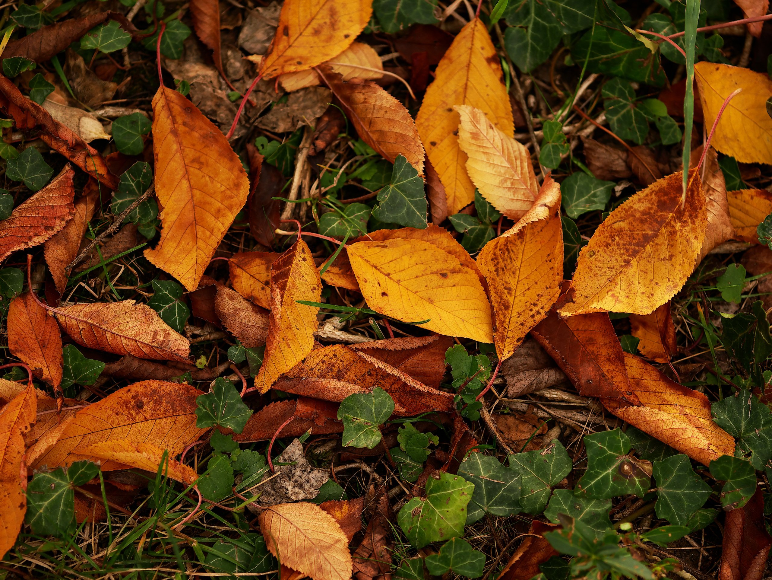 Herbst